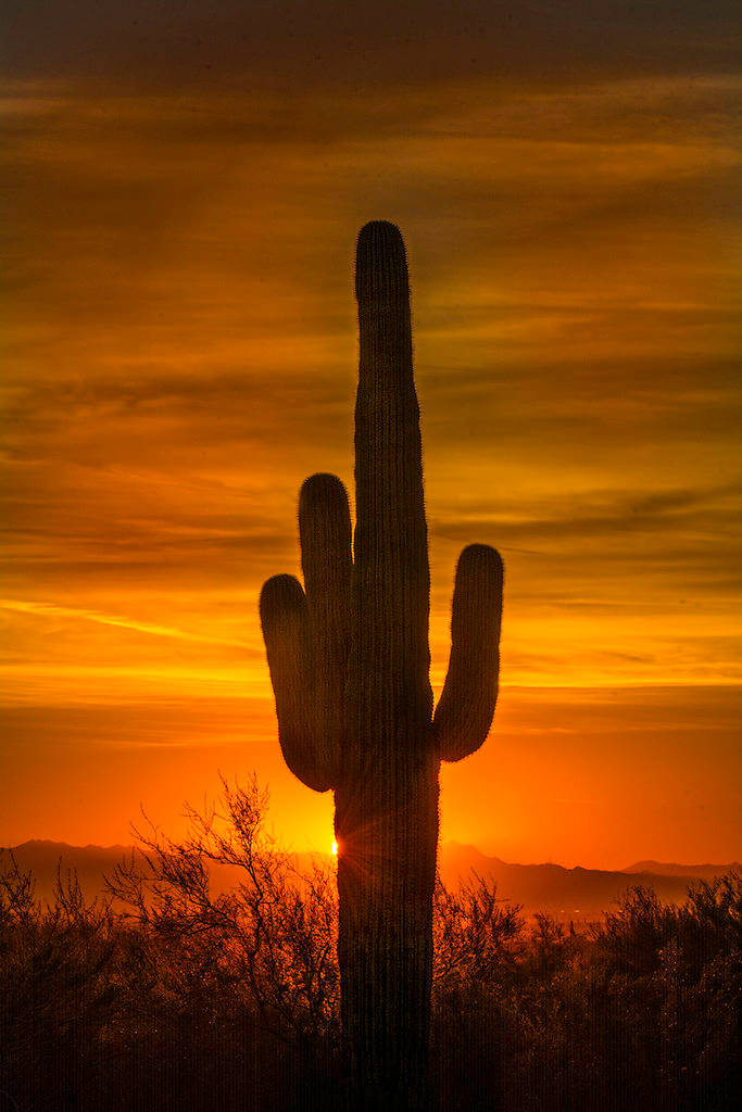 Cactus Thorns In Arizona