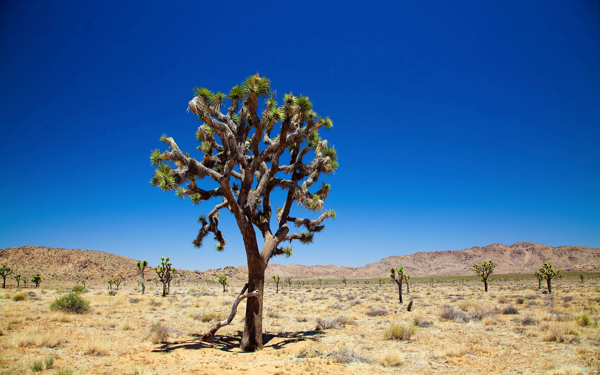 Cactus Trees In Desert Background