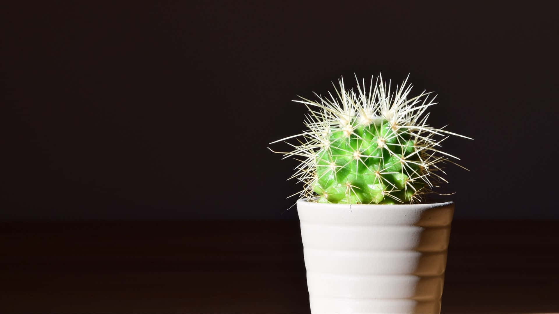 Cactusin White Poton Desk Background