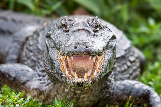 Caiman Approaching A Prey