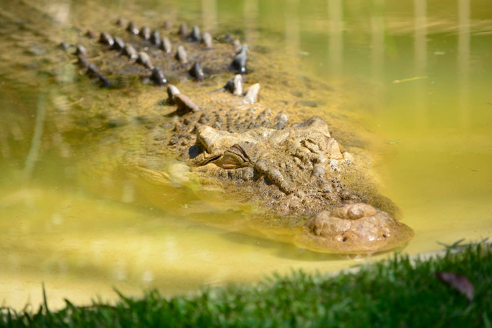 Caiman Approaching Shore