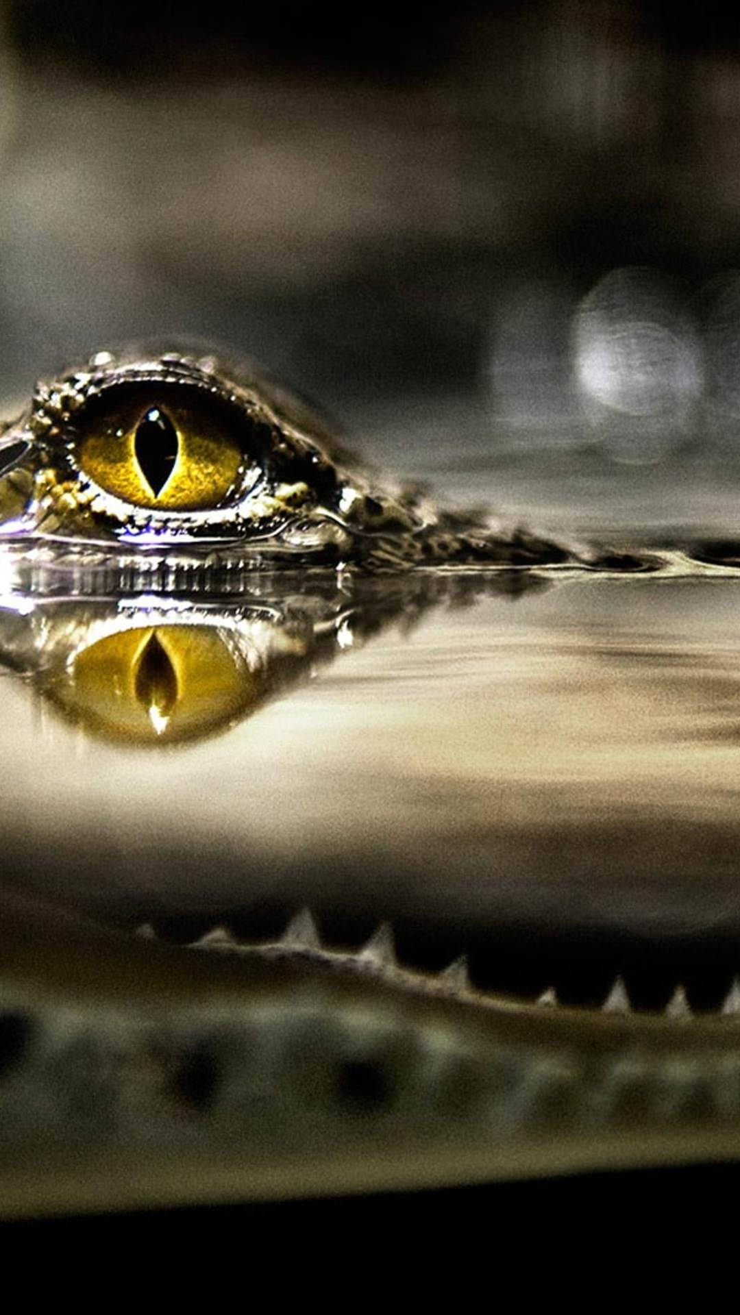 Caiman Eye Reflection