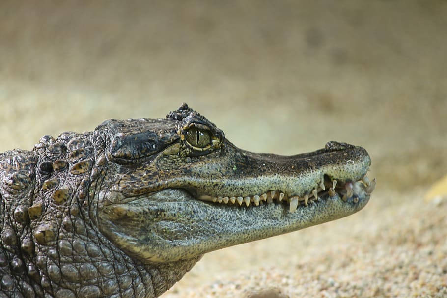 Caiman Glances To The Side