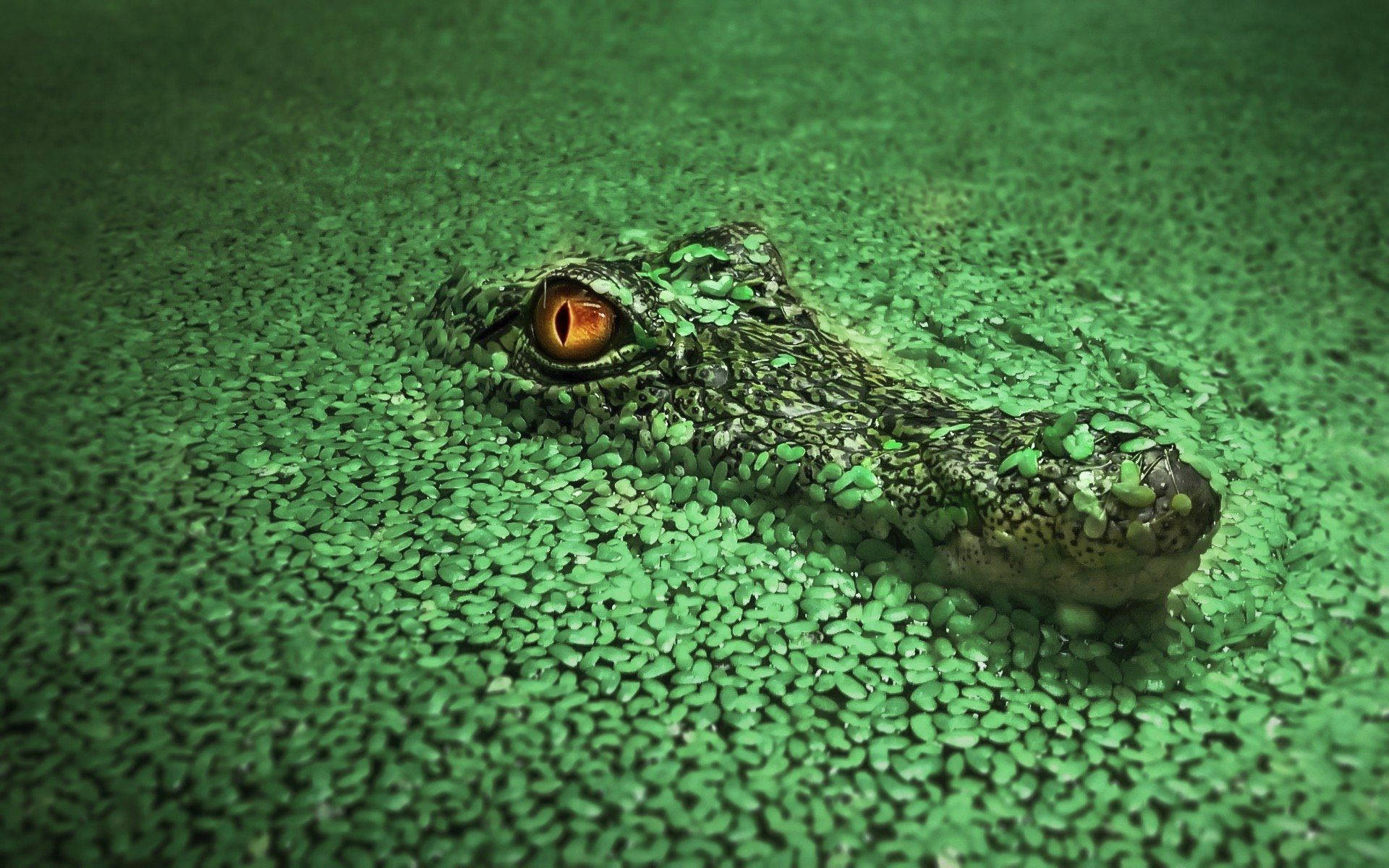 Caiman Glancing From Lake Background