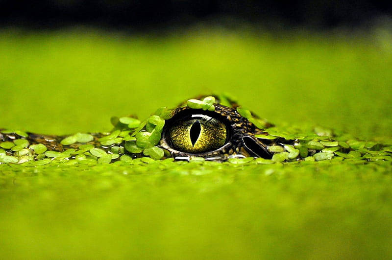 Caiman Glancing Out Of Water