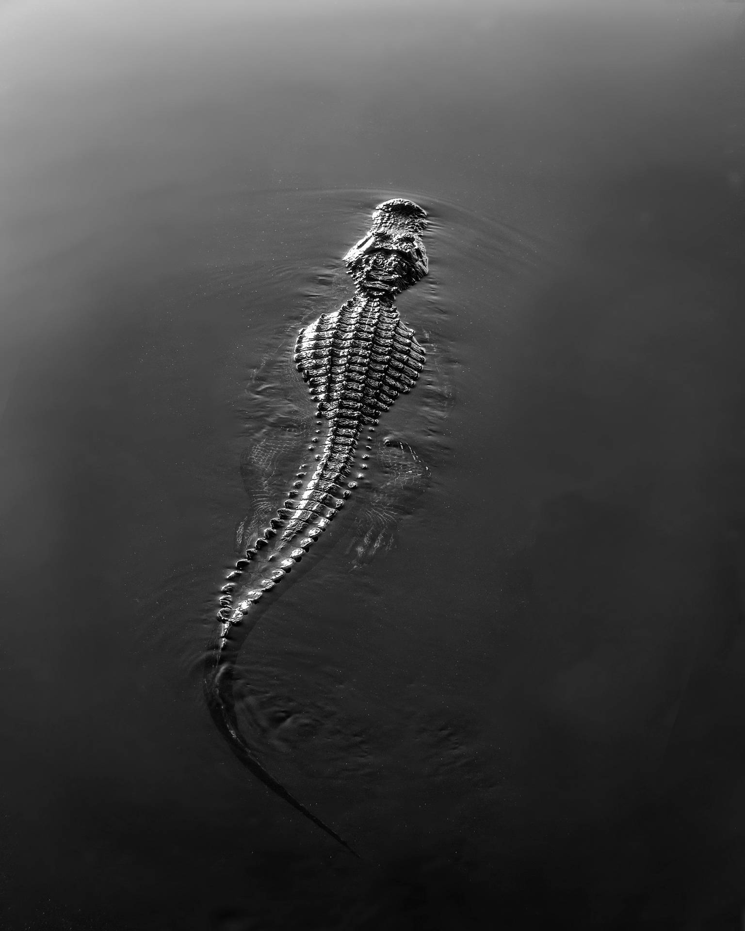 Caiman In Black And White