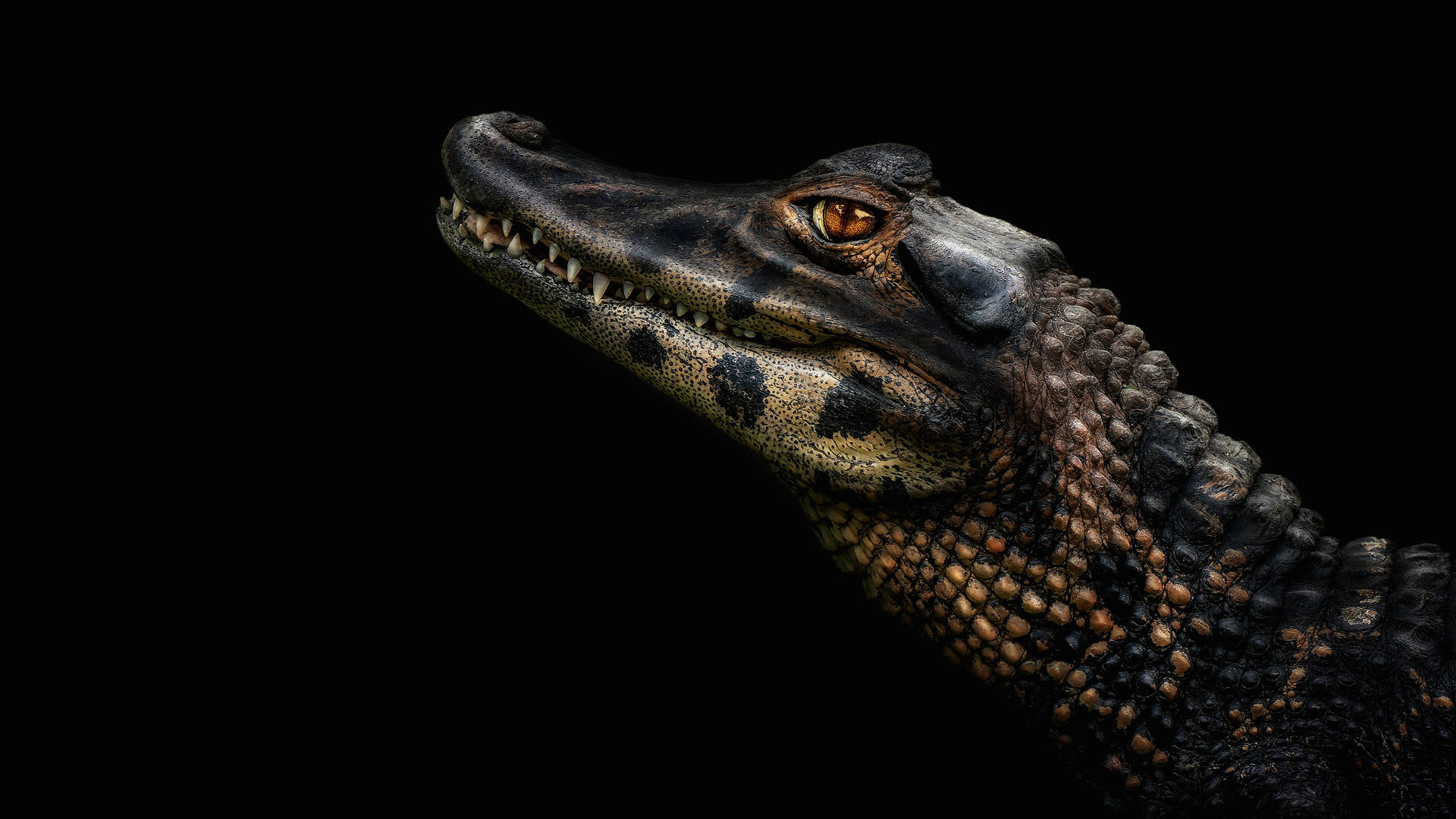 Caiman In Focus Background