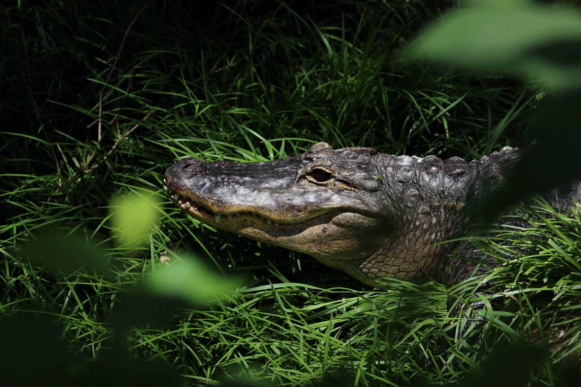 Caiman In Greenery Background