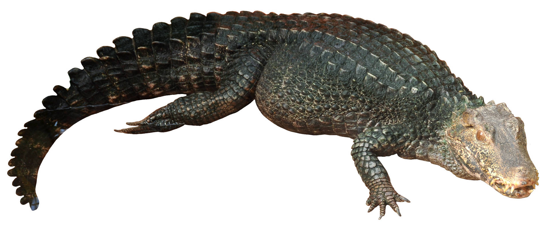 Caiman In Plain White Backdrop