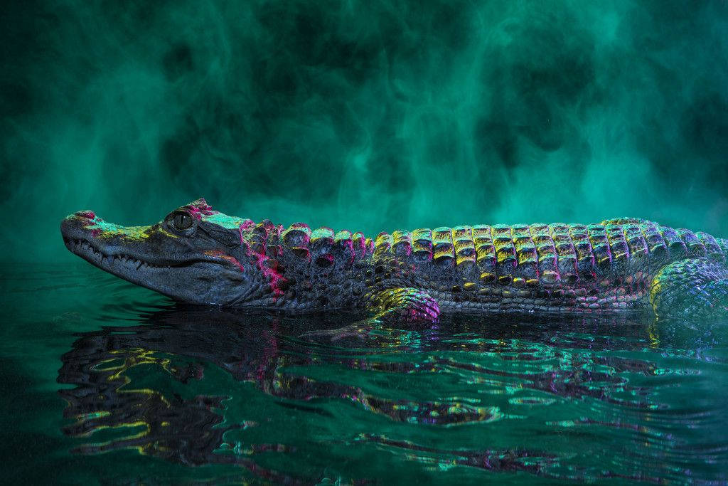 Caiman In Smoky Backdrop