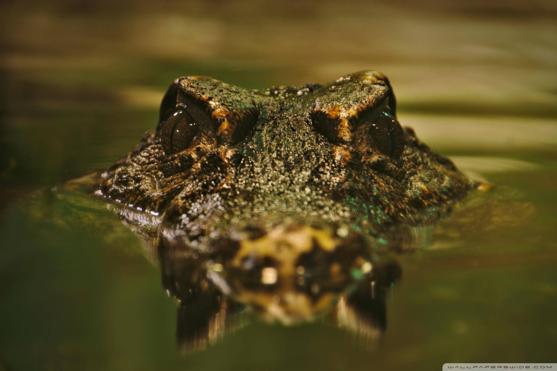 Caiman In The Center Background