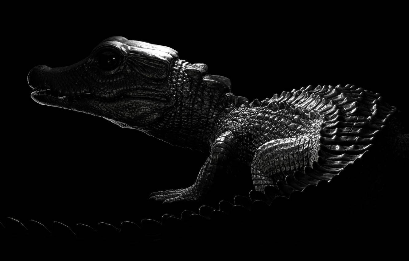 Caiman In The Dark