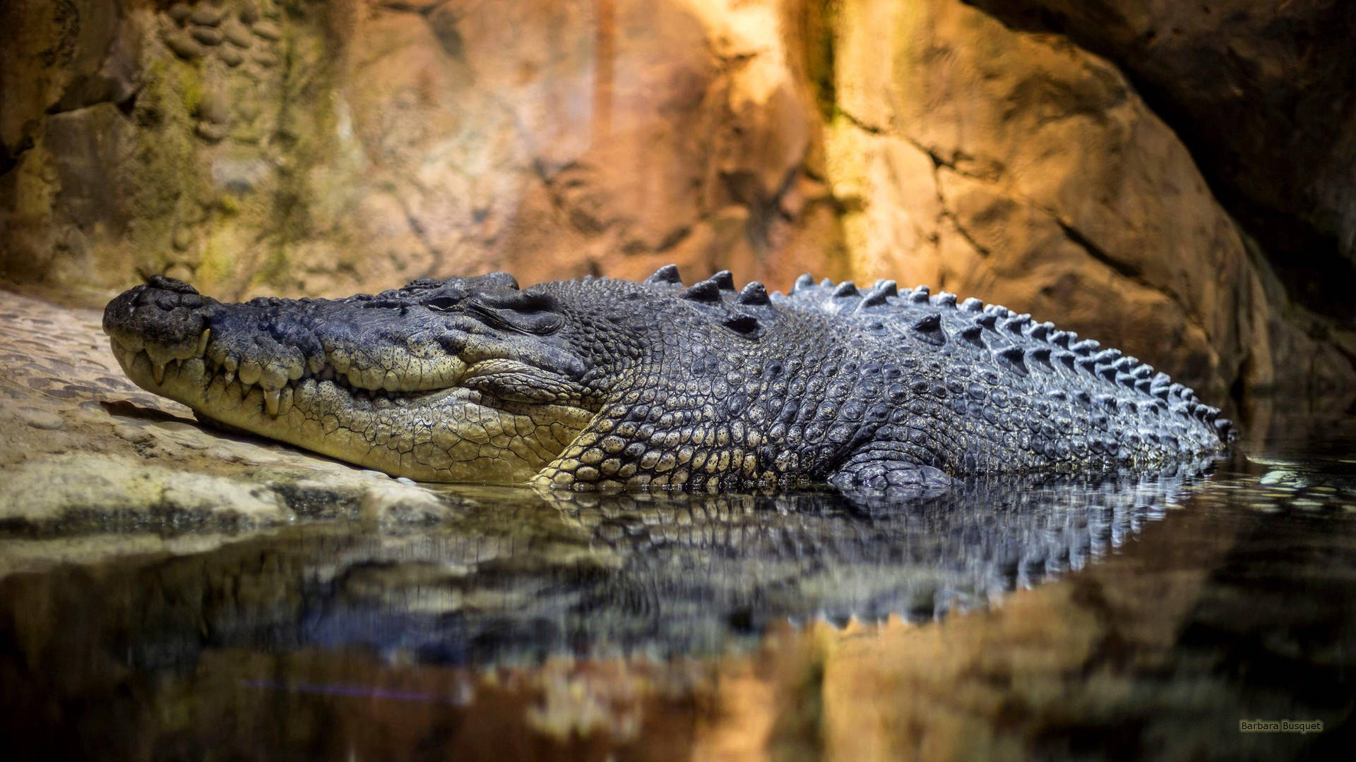 Caiman Inside The Cave Background