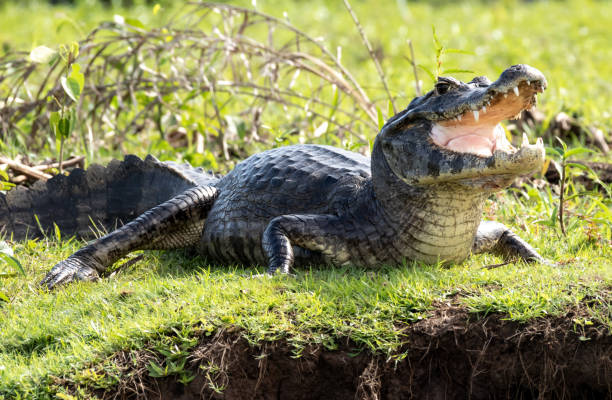 Caiman Looking At A Distance