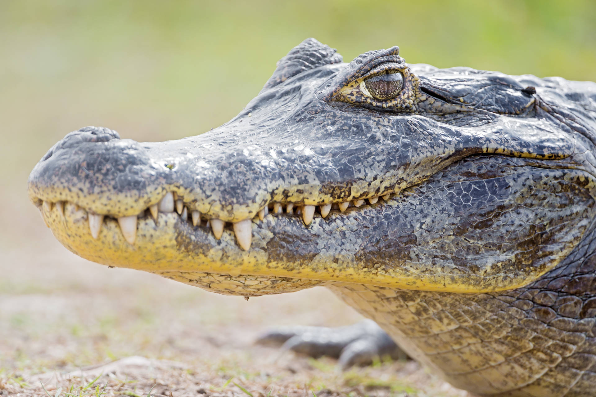 Caiman Looks Fierce Background