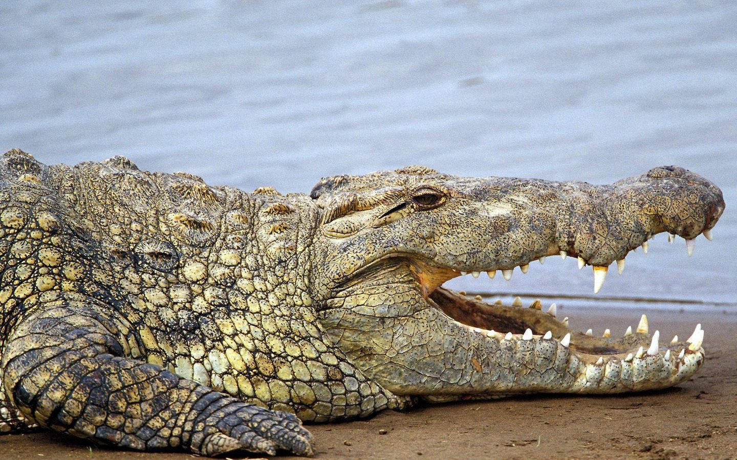 Caiman On The Beach Background