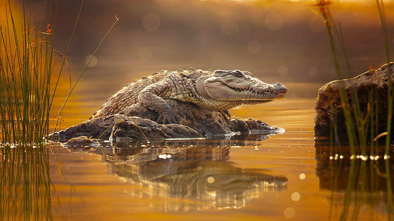 Caiman On The Rocks