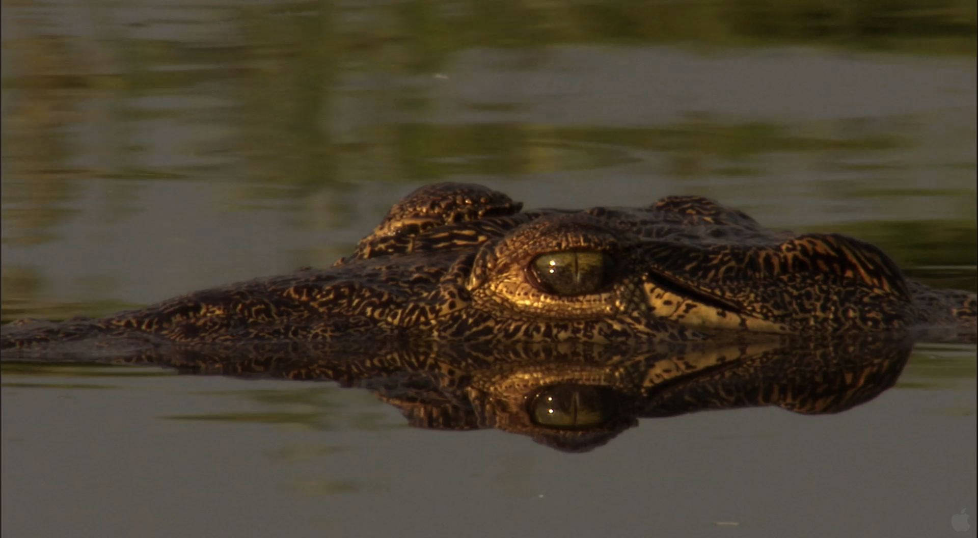 Caiman On The Water Surface