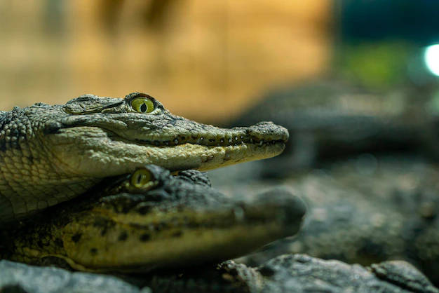 Caiman On Top Of Another