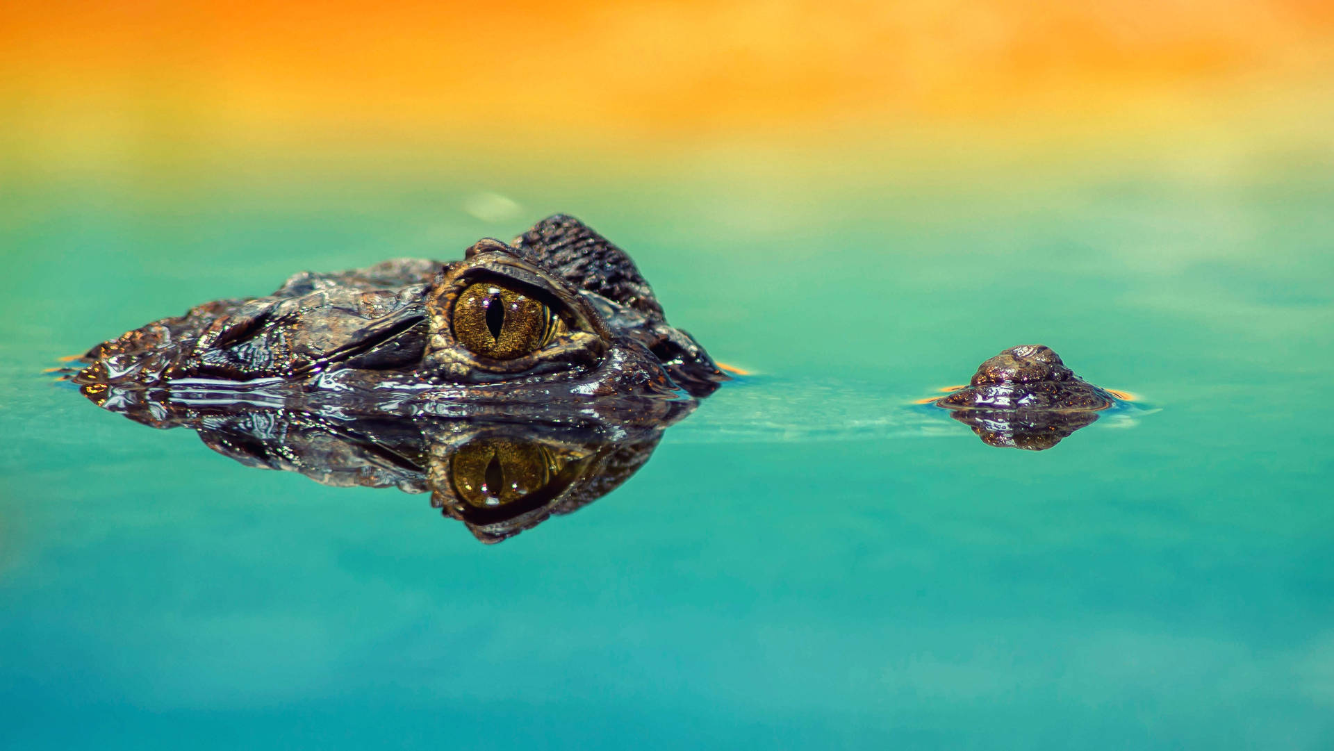 Caiman Peeks Out Of The Waters Background