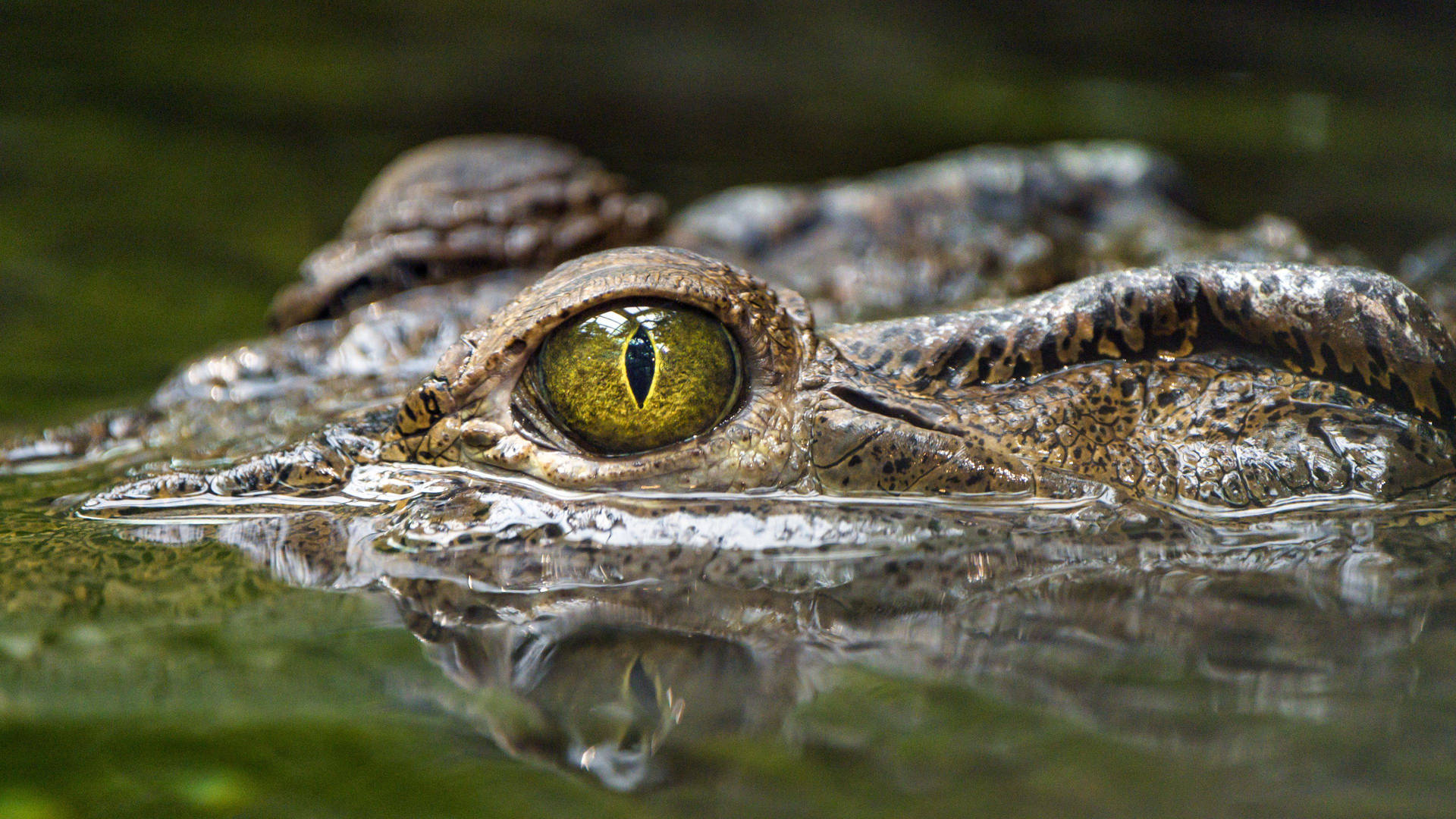 Caiman Peeks Out Of Water Background