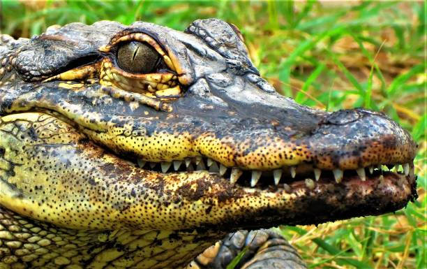 Caiman's Dark Eyes