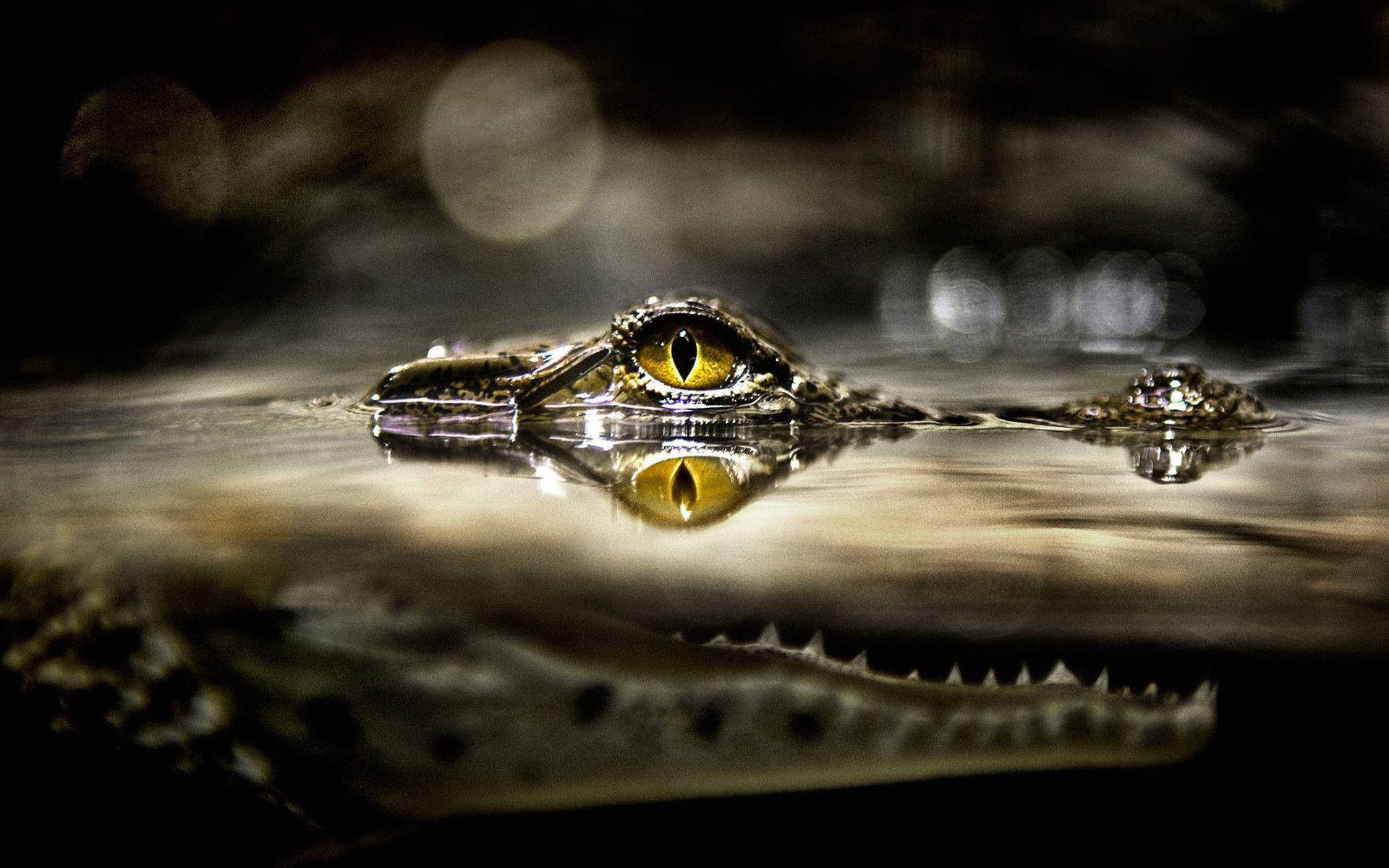 Caiman's Eyes Glancing Background