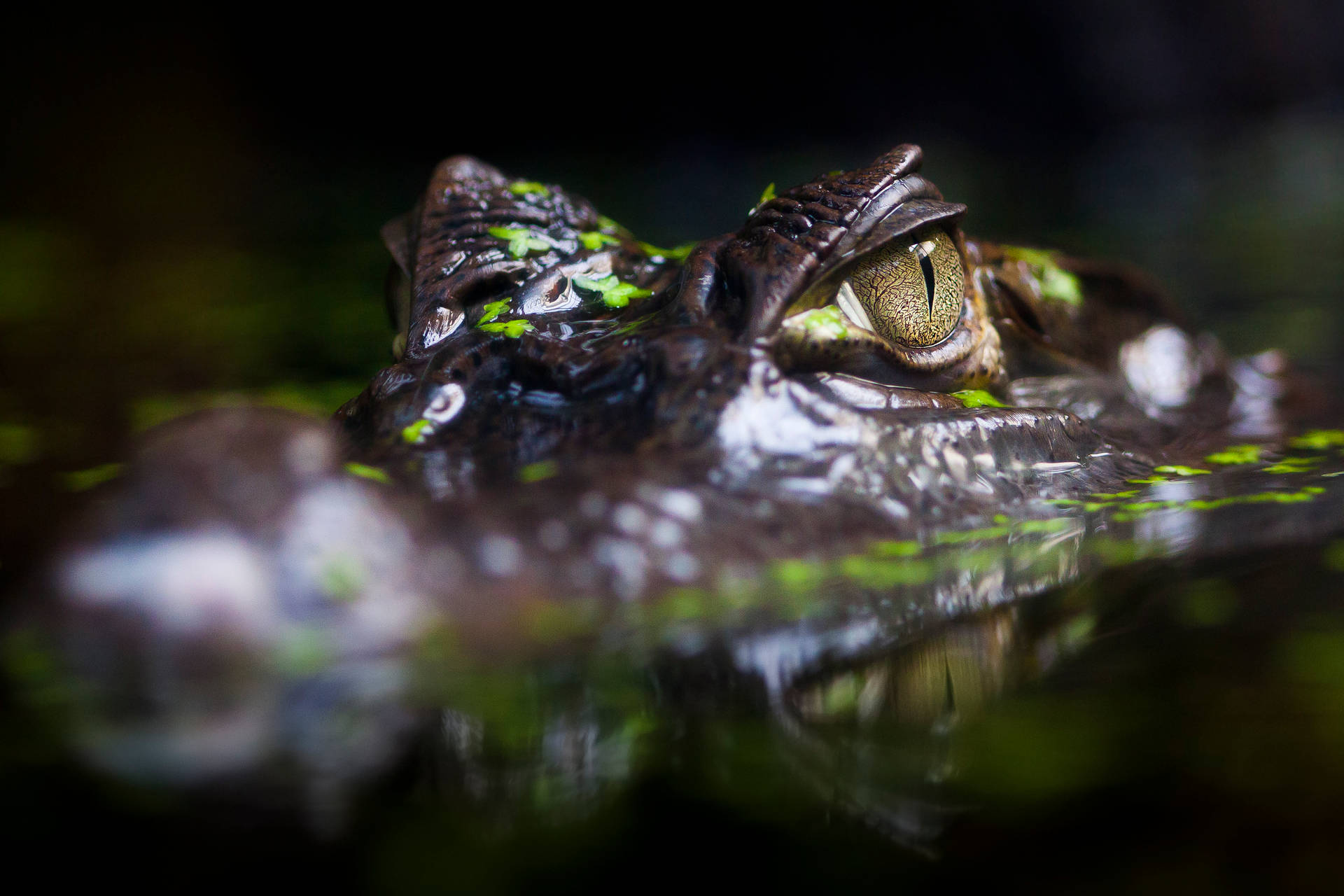 Caiman's Fierce Eyes Background