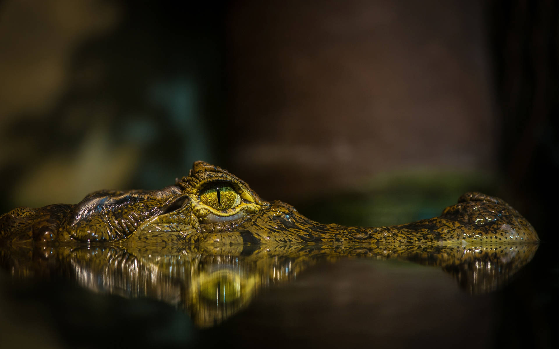 Caiman's Fierce Eyes Background