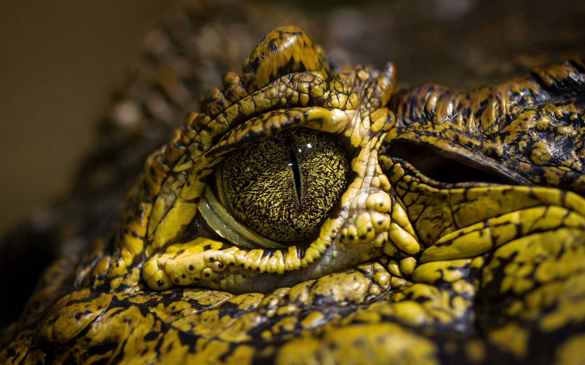 Caiman's Green Eyes