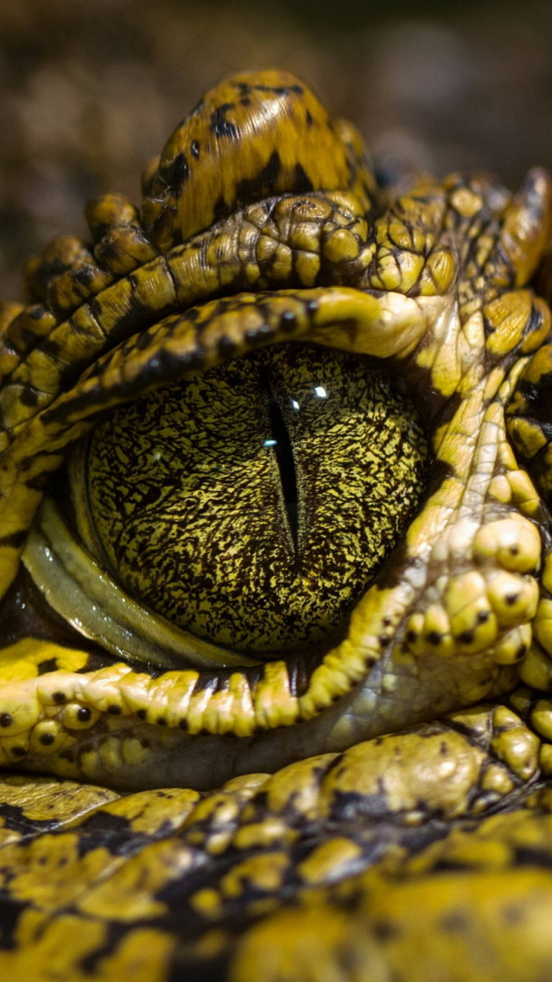 Caiman's Green Eyes Portrait