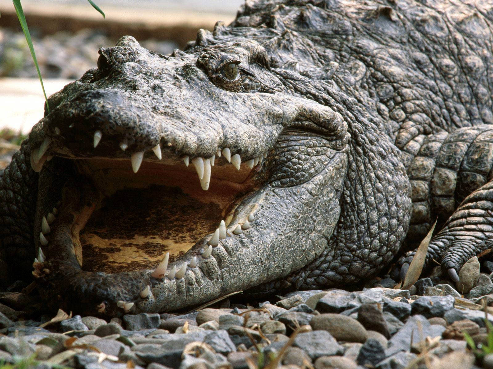 Caiman's Mouth Agape And Open Background