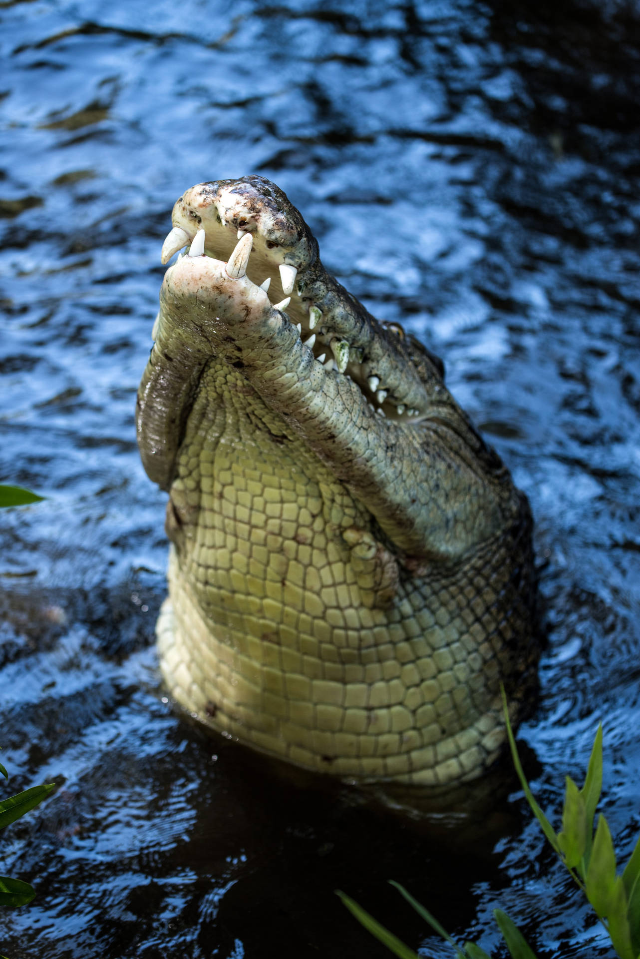 Caiman's Snout Above Surface