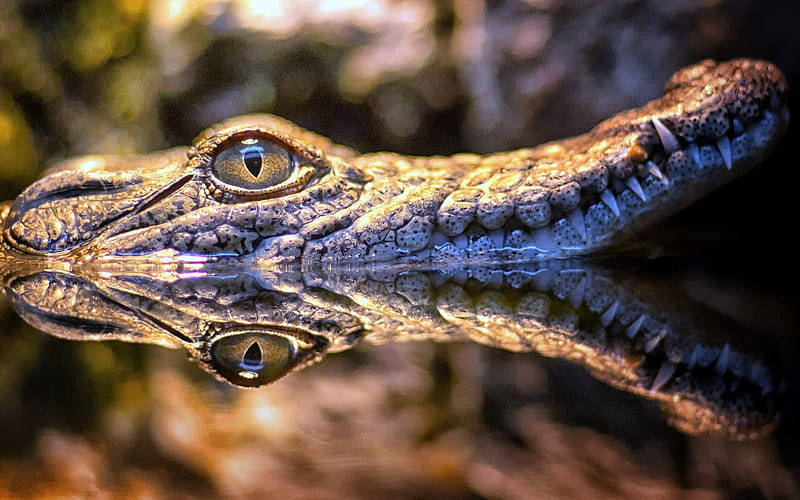 Caiman's Snout Casts Reflection