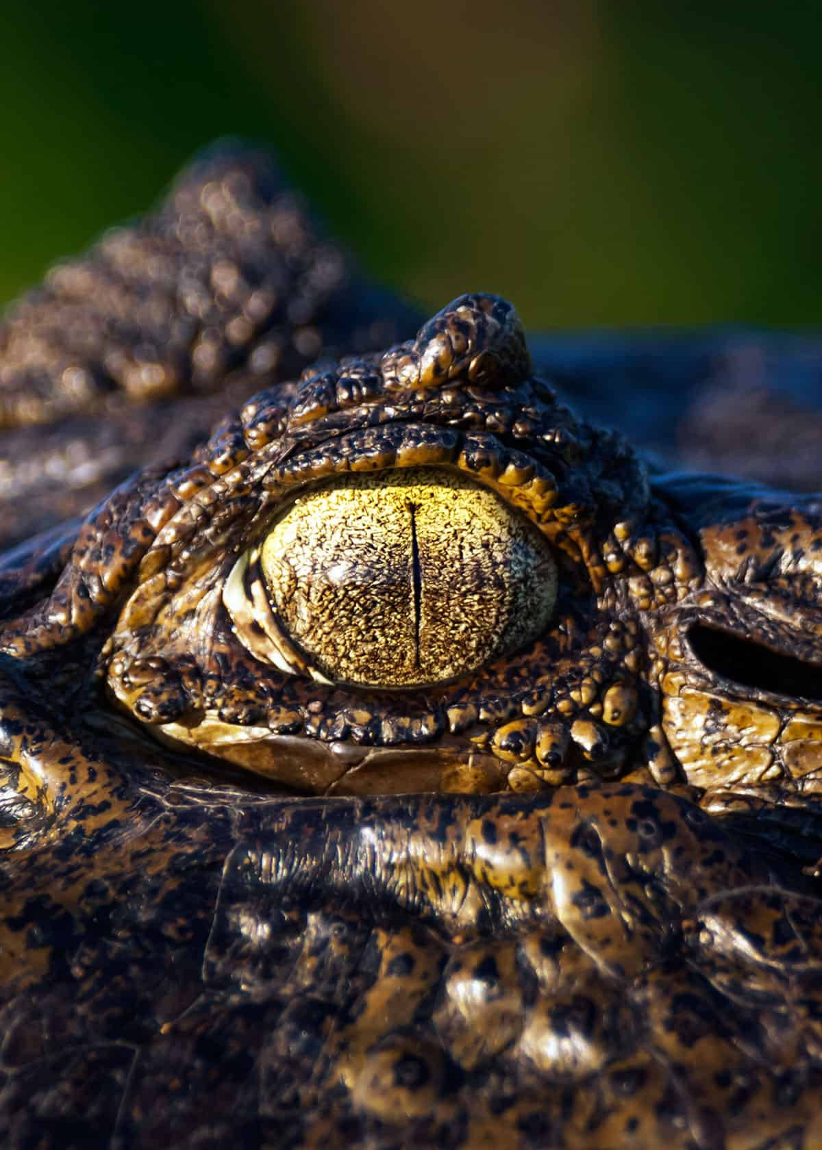 Caiman's Yellow Eyes