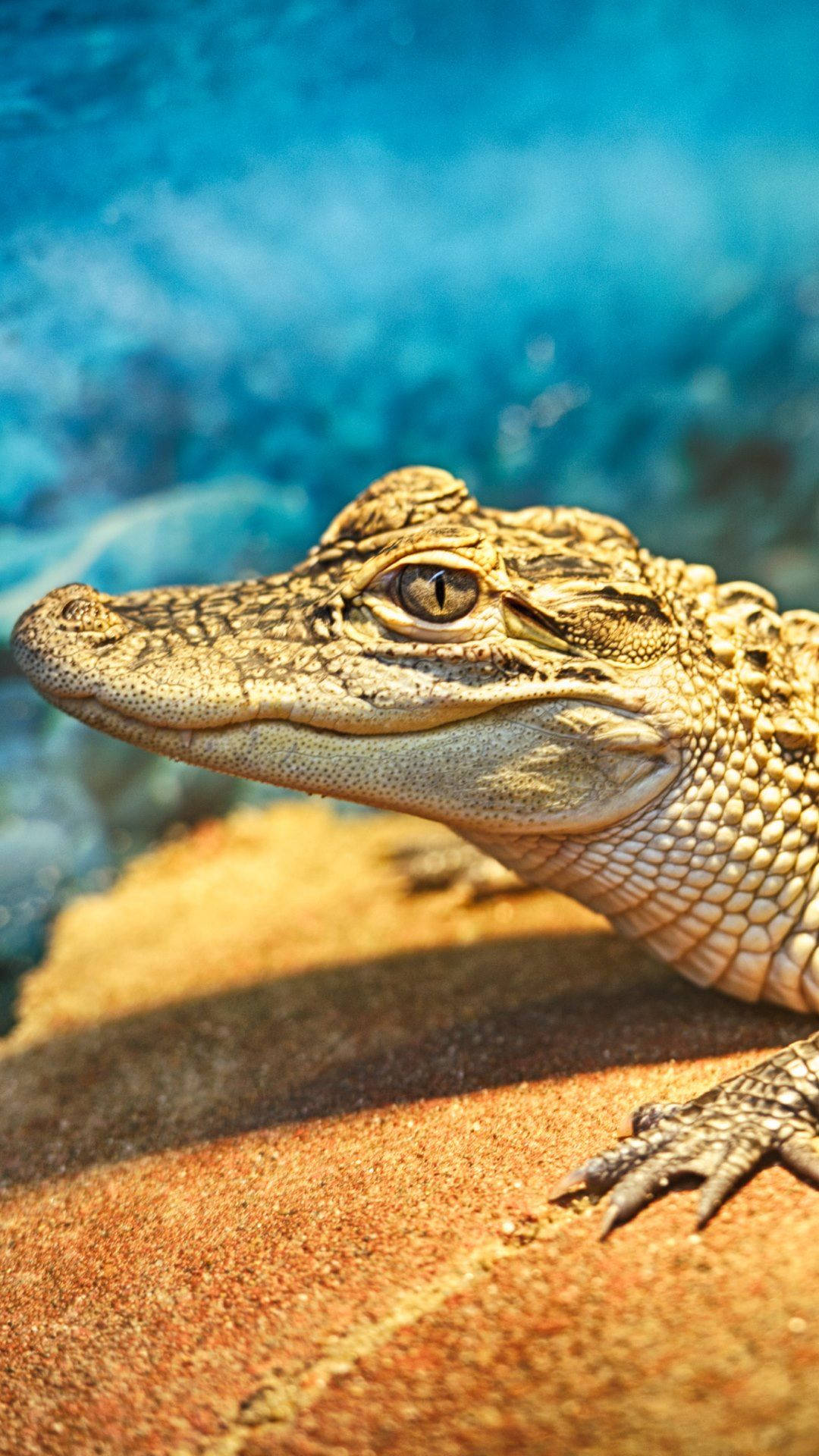 Caiman Shot From Above Background