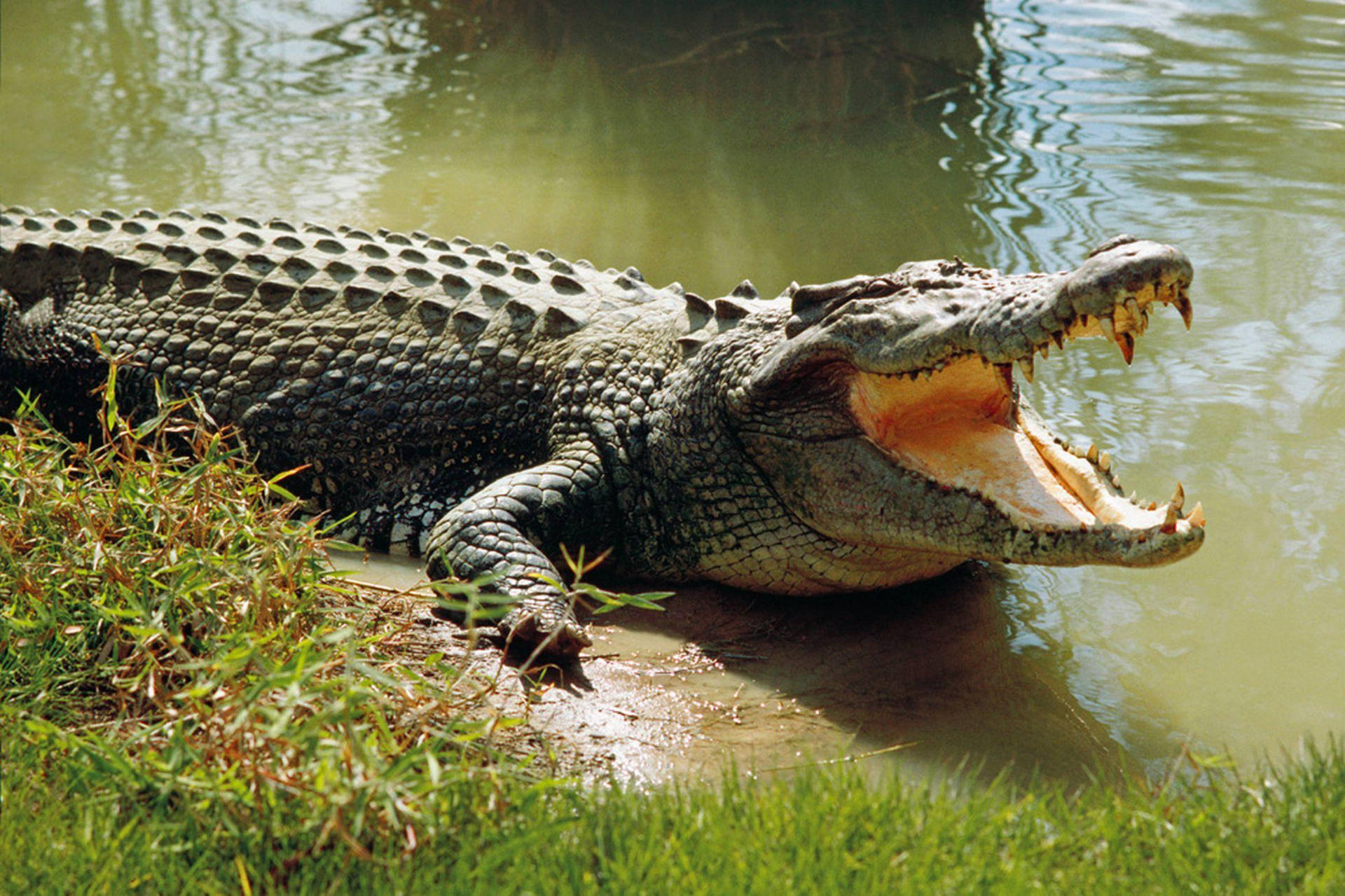 Caiman Sprawls Out Of Water Background