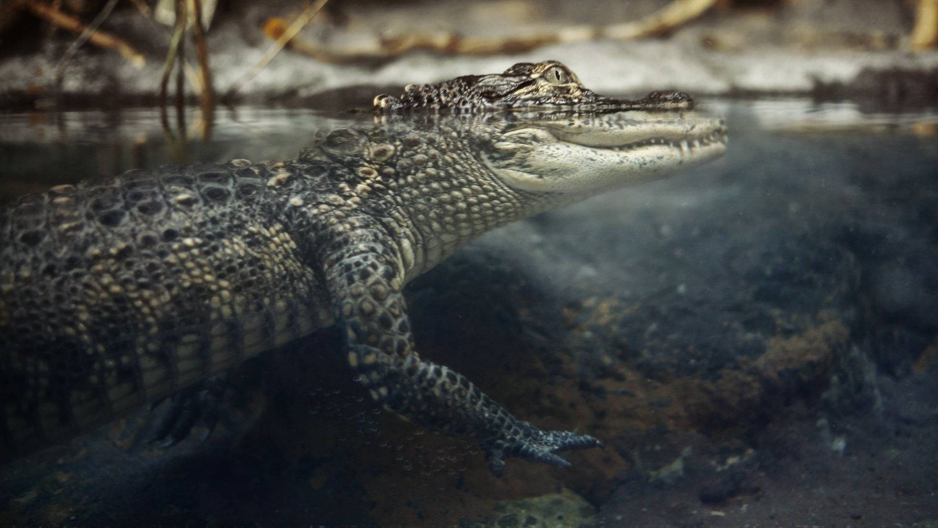 Caiman Submerged Under Water