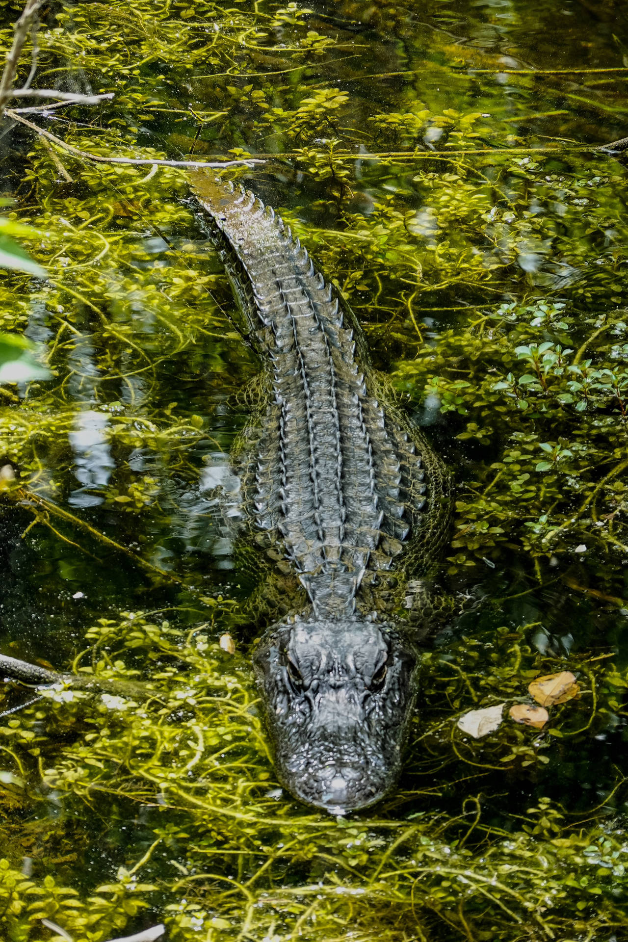 Caiman Swimming In Waters