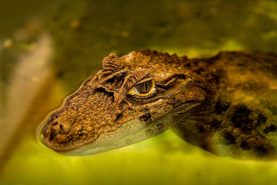 Caiman Swimming On The Water