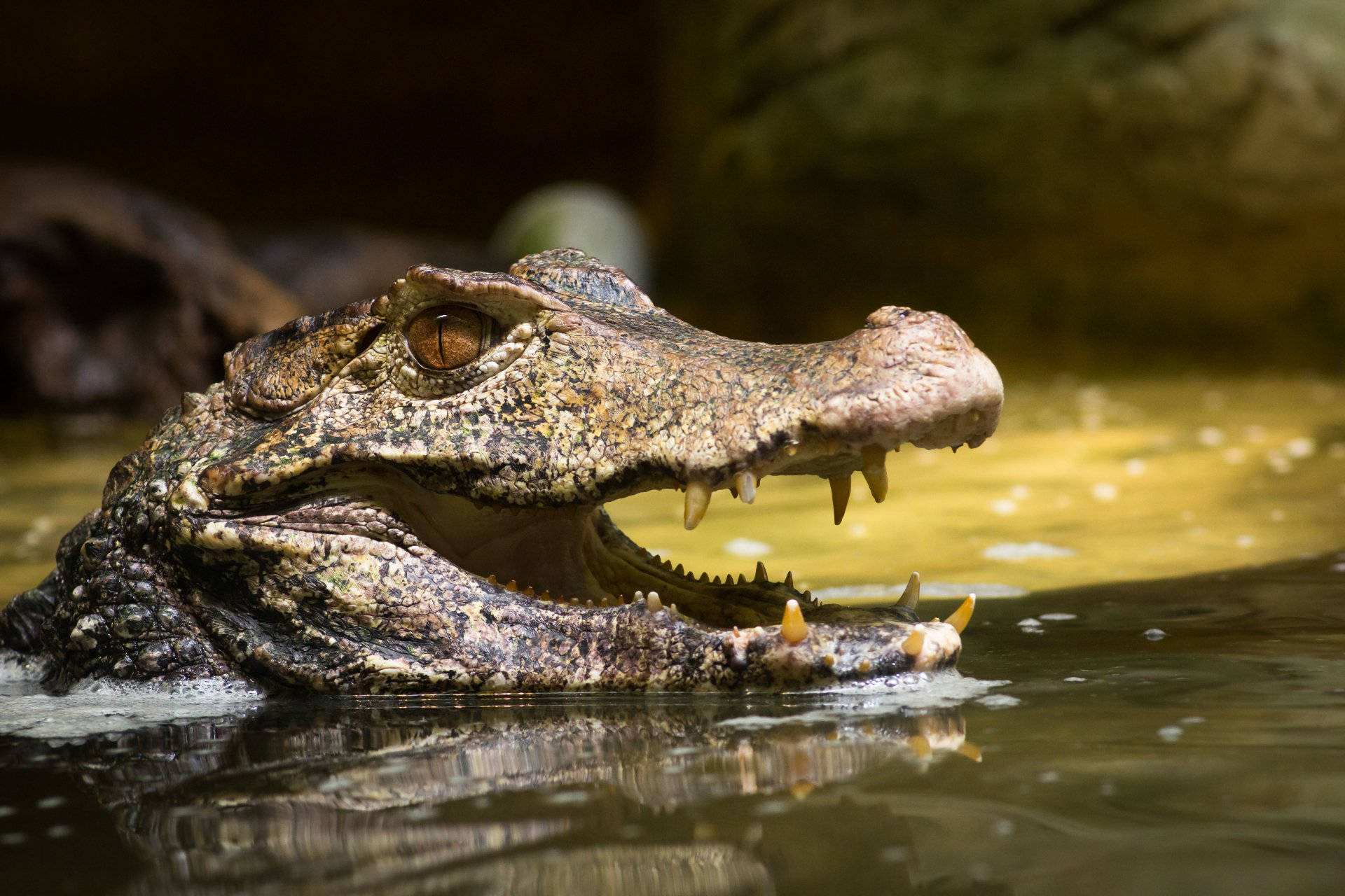 Caiman Swims Out Of Water Background