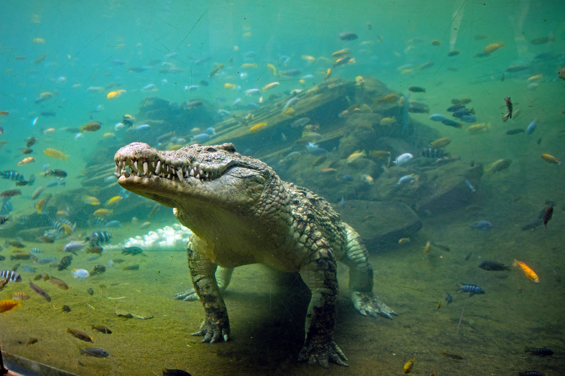 Caiman Under Water Background