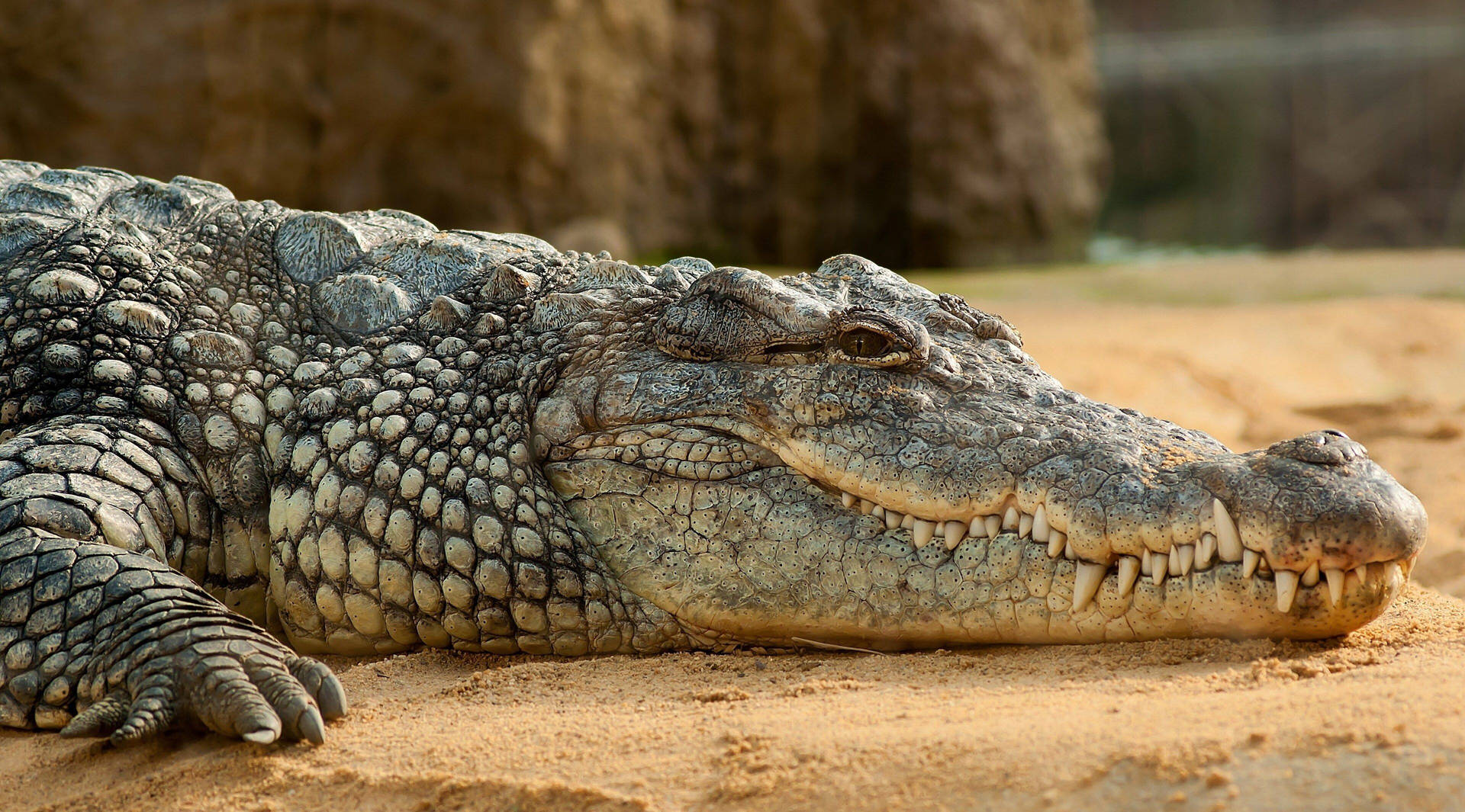 Caiman Waits On Dunes