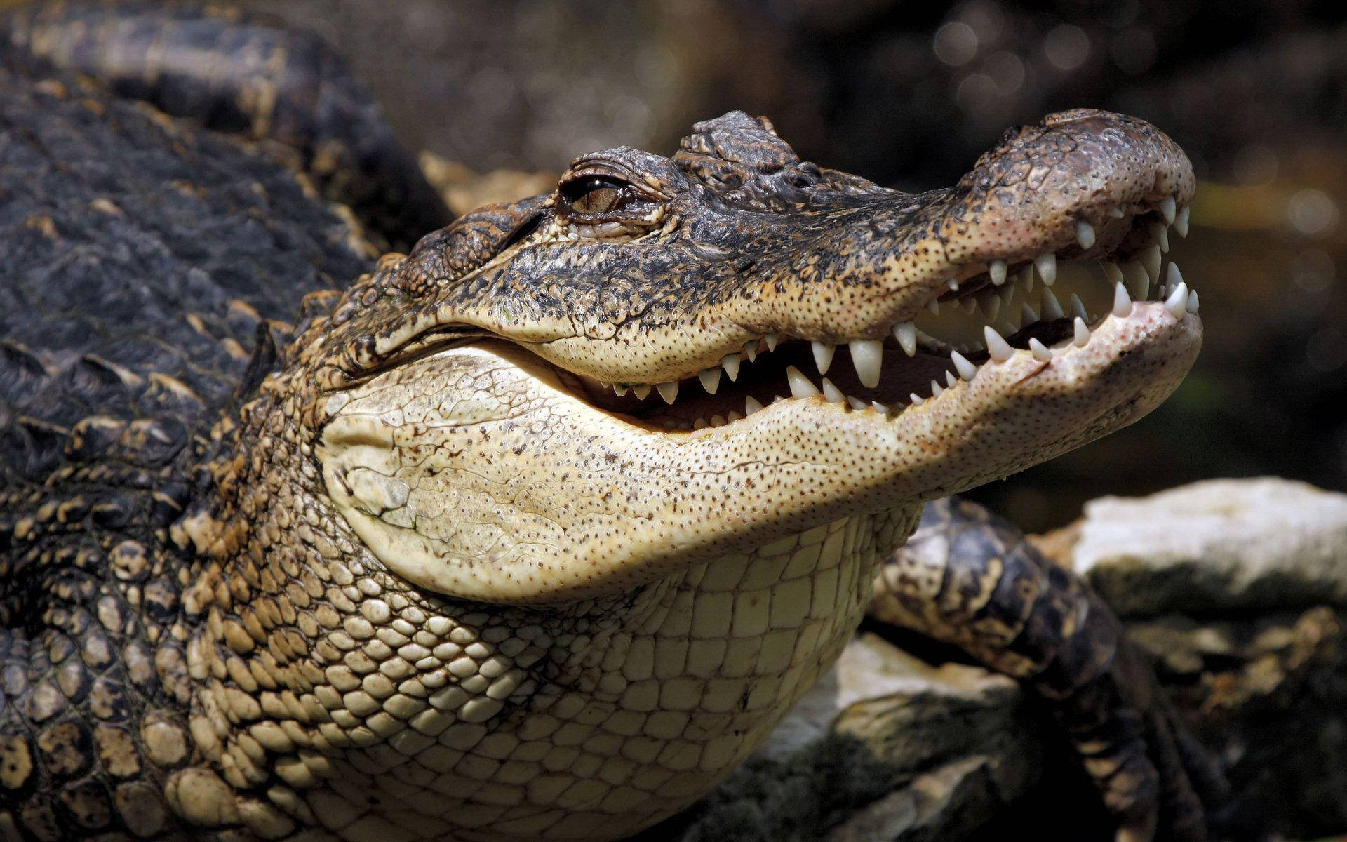 Caiman Walking By Itself