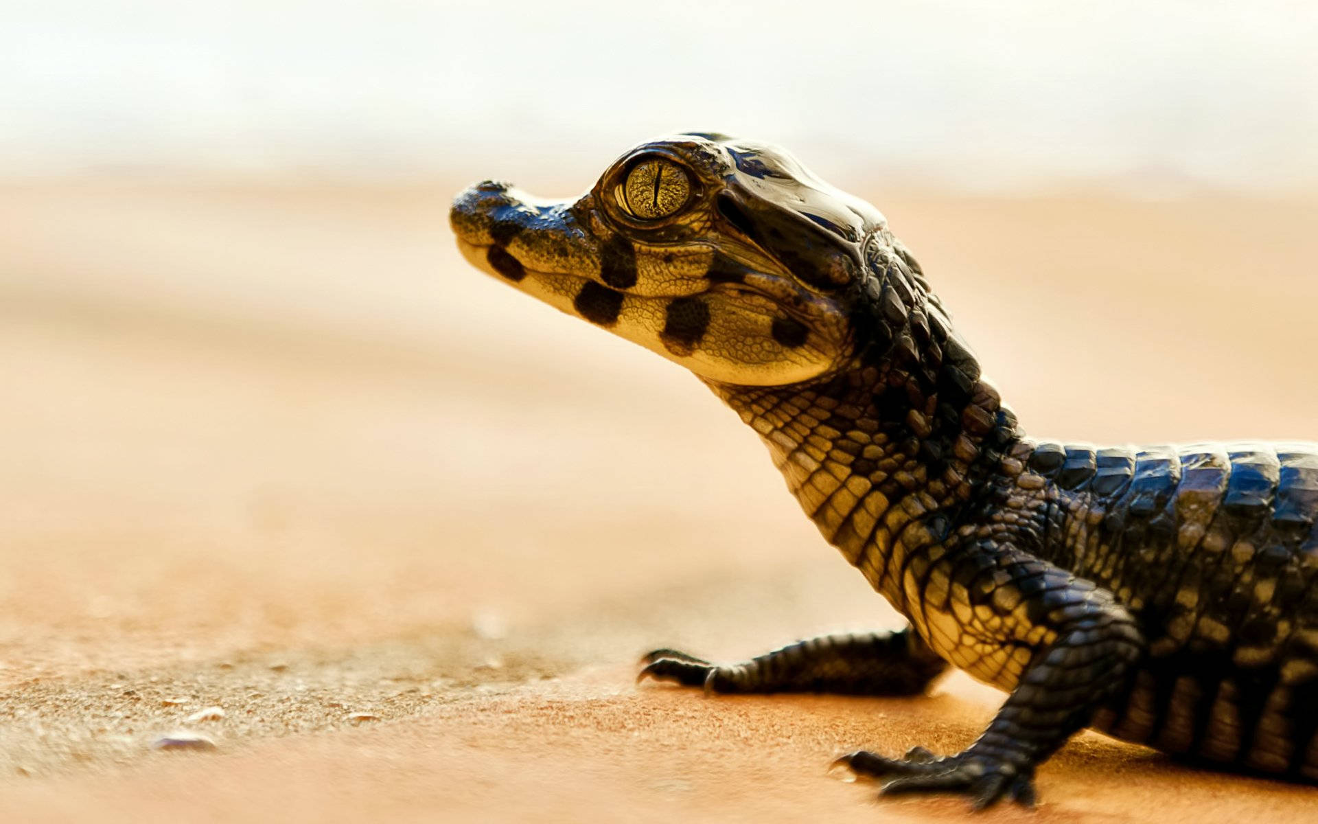 Caiman Walking On Desert