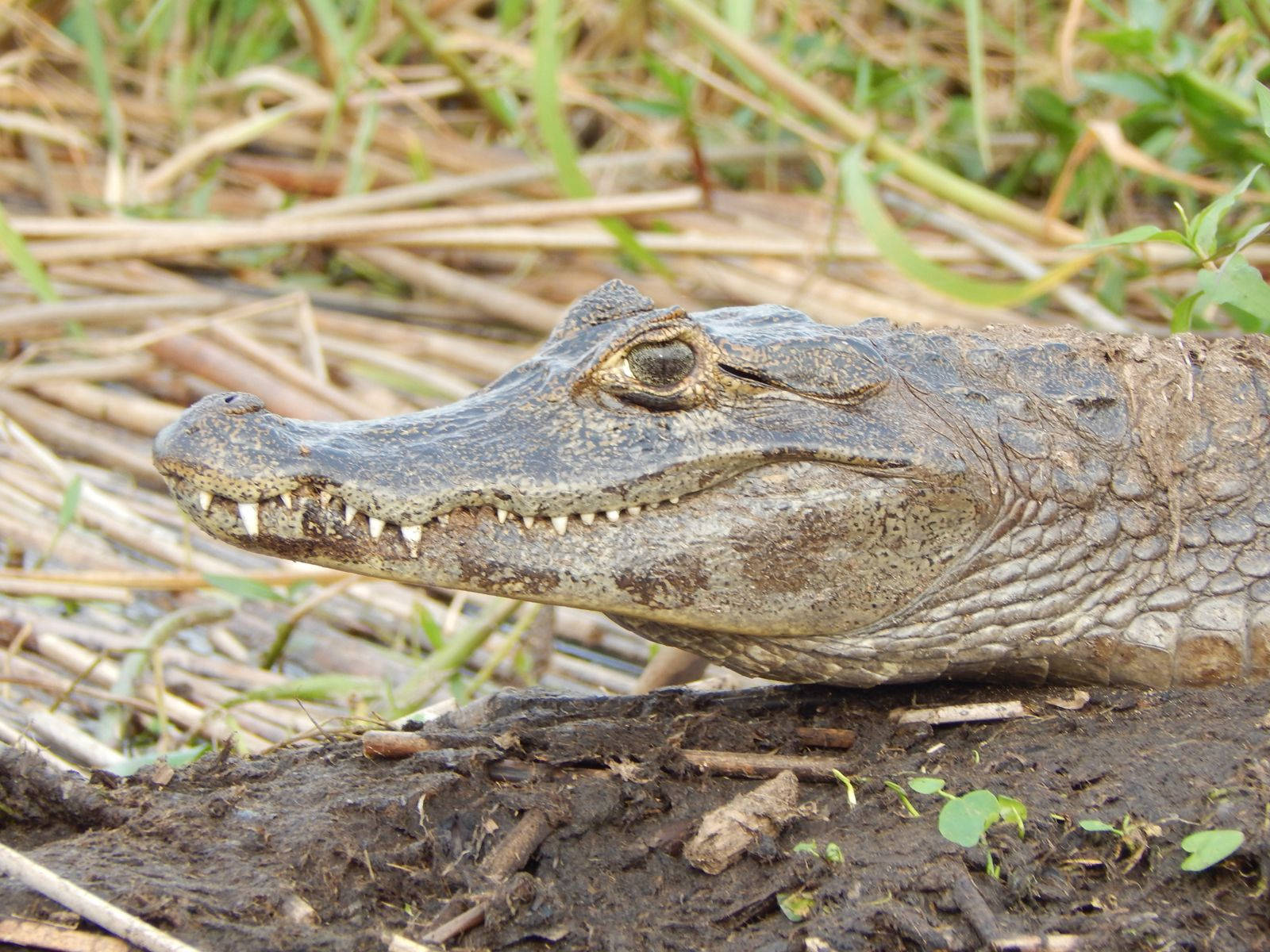 Caiman Walks On Field