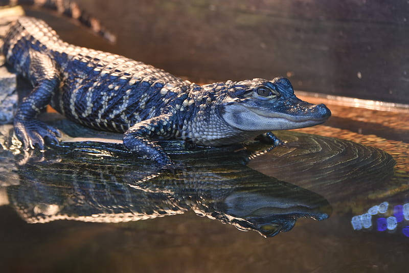 Caiman Walks On Water