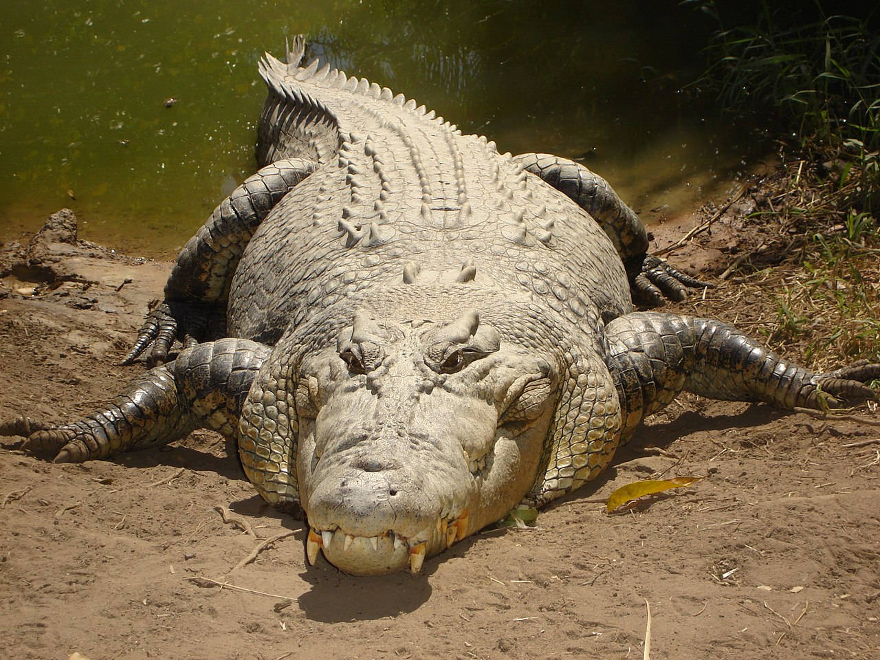 Caiman Walks Out Of The Water