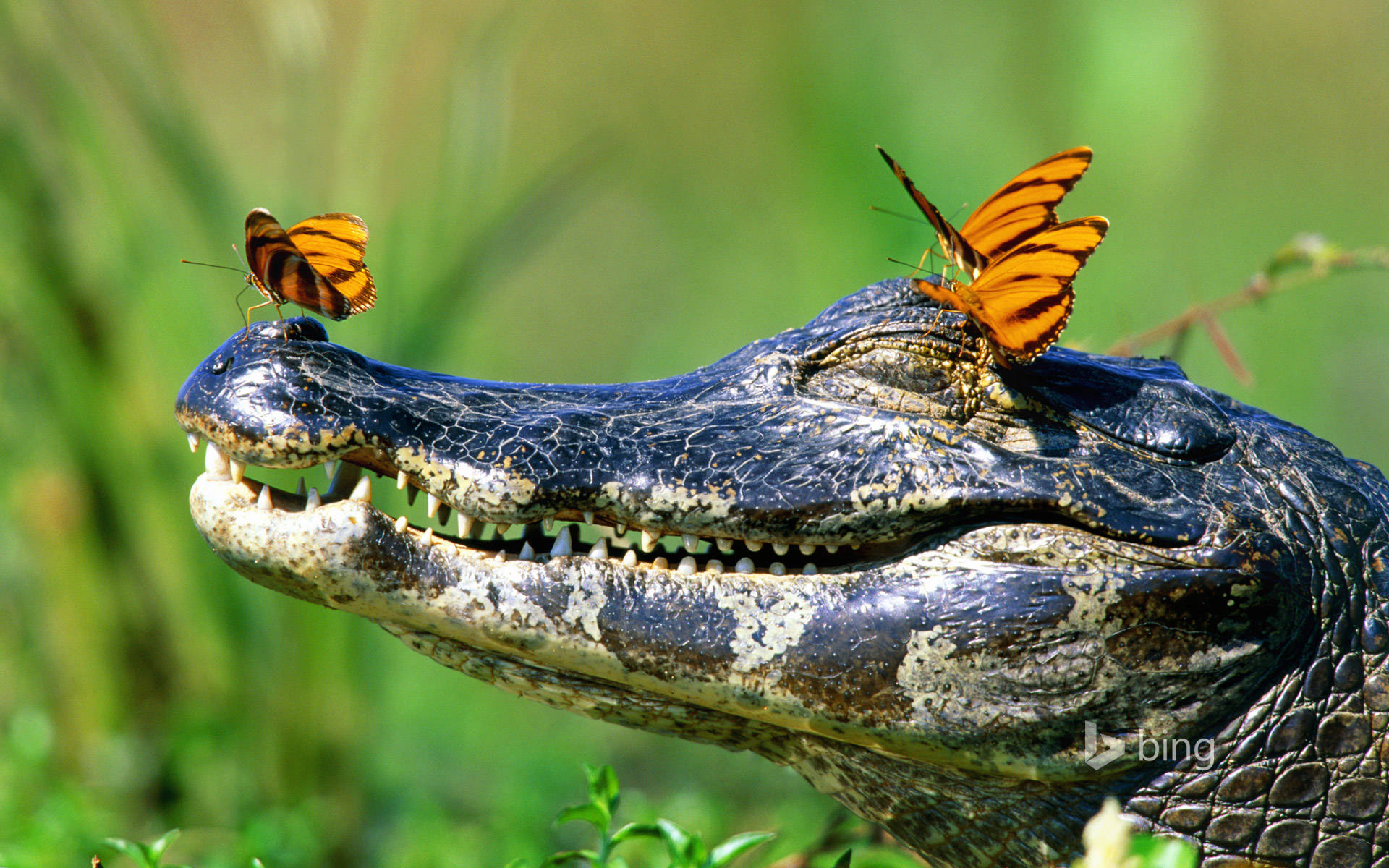 Caiman With Butterflies Background