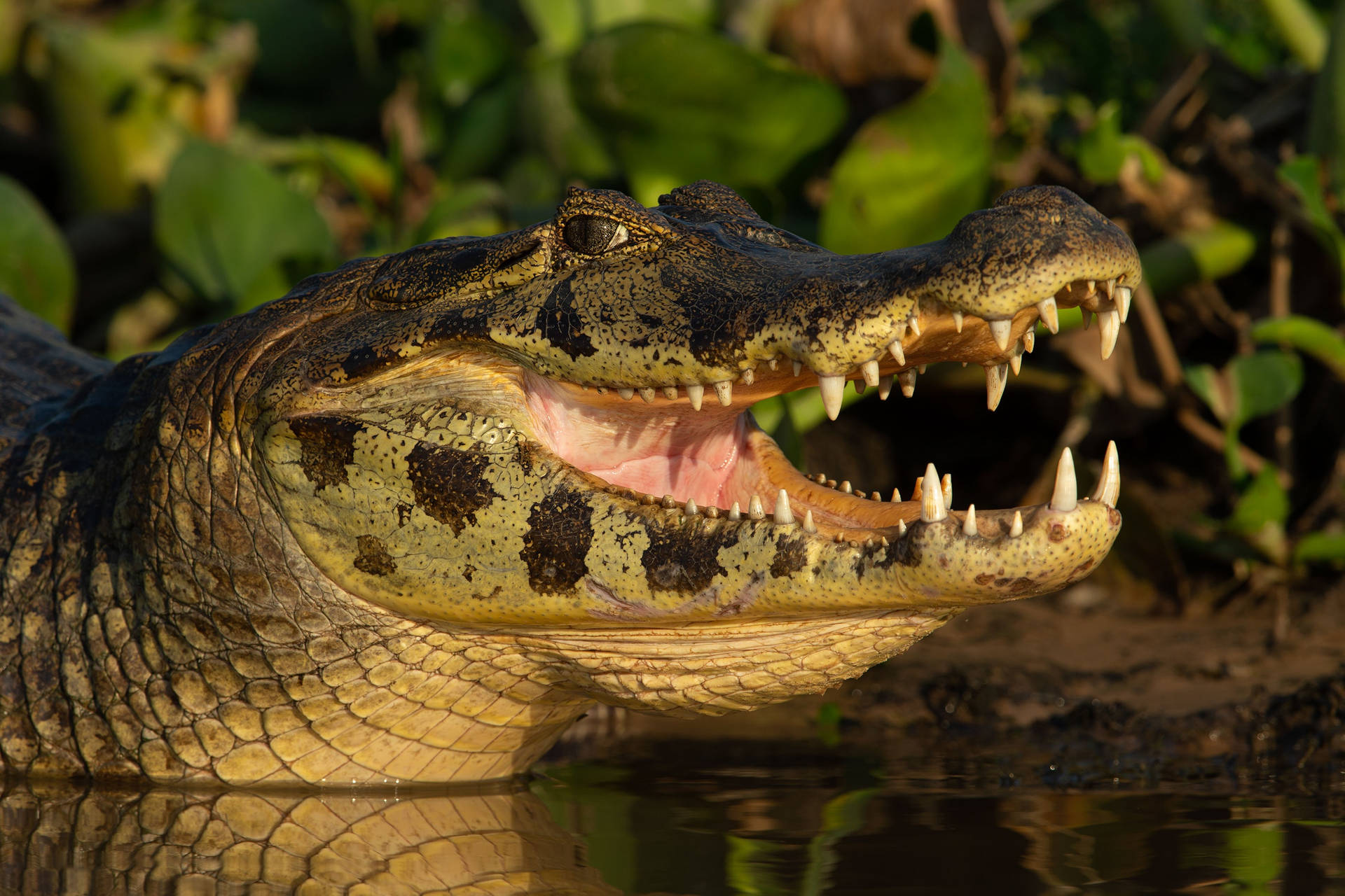 Caiman With Mouth Agape